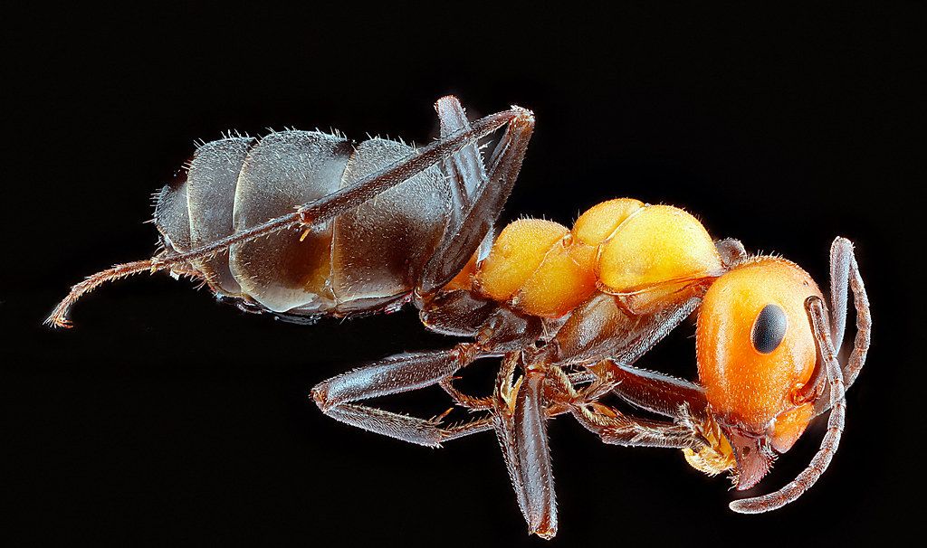 Ant Control service in Orange, CA