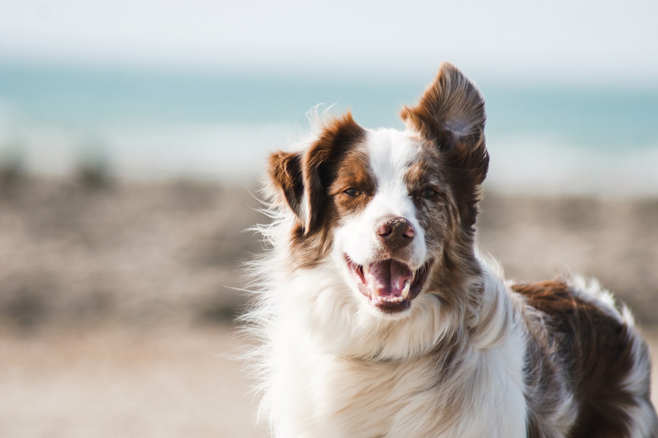 Flea & Tick Control service in Orange, CA