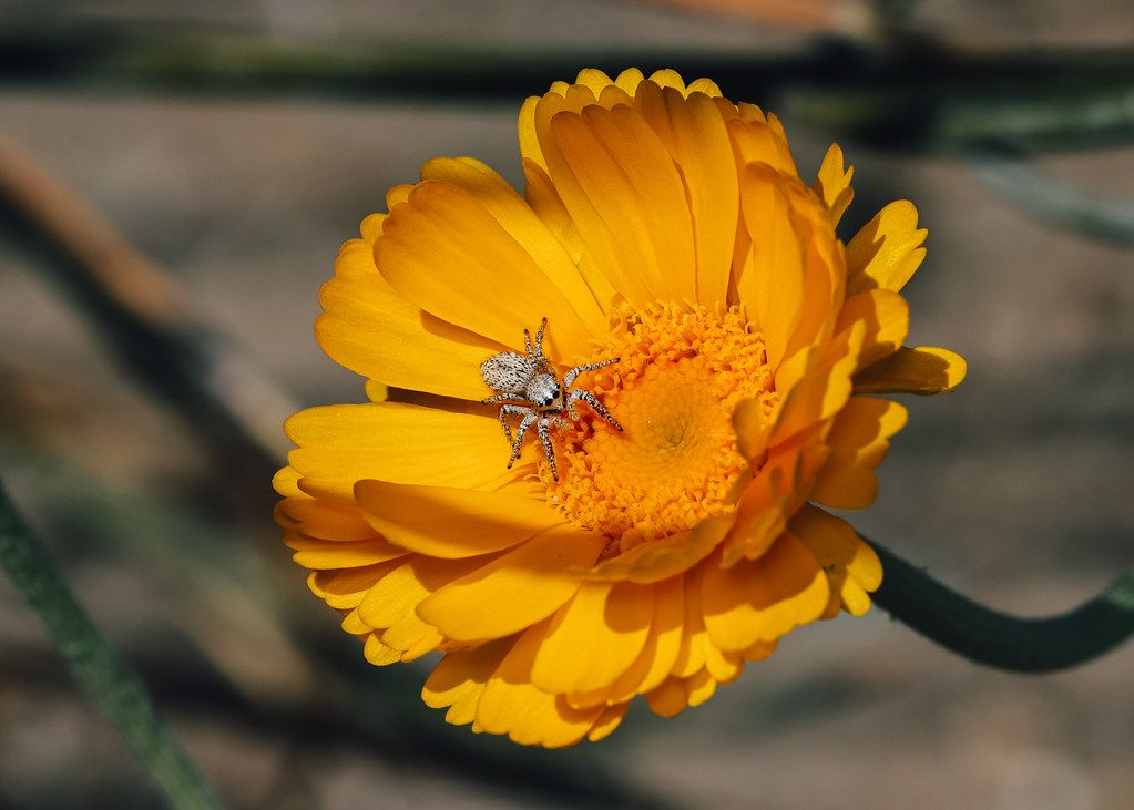 Spider Control service in Orange, CA